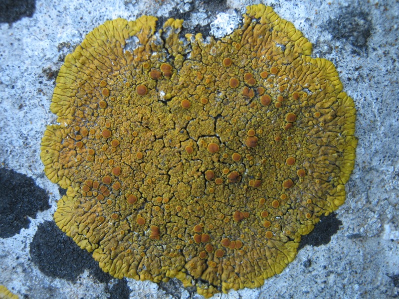 Caloplaca: Variet�